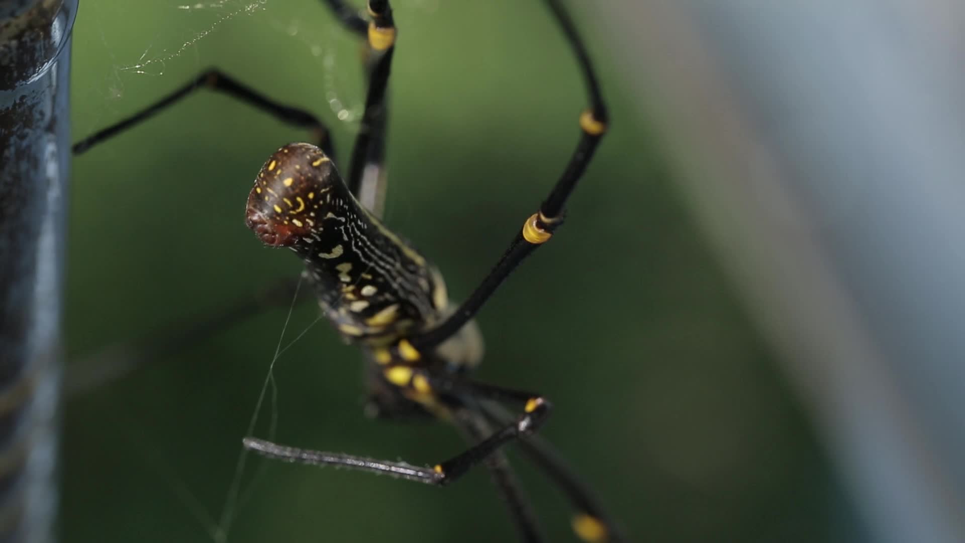 蛛网与蜘蛛视频的预览图