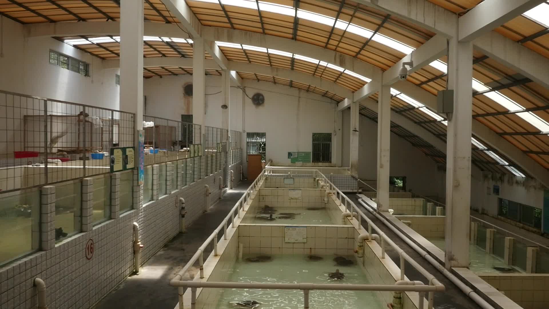 乌龟养殖池视频的预览图