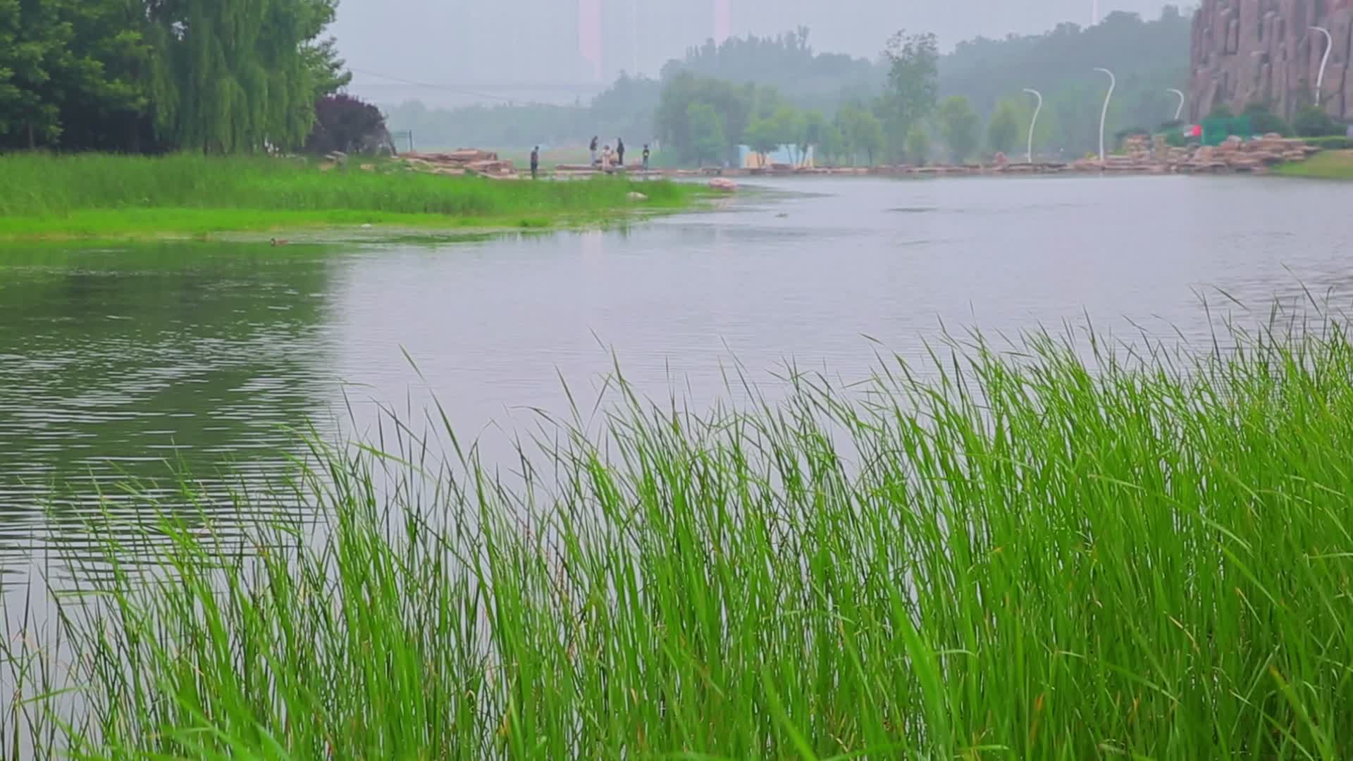河边芦苇自然风景视频的预览图