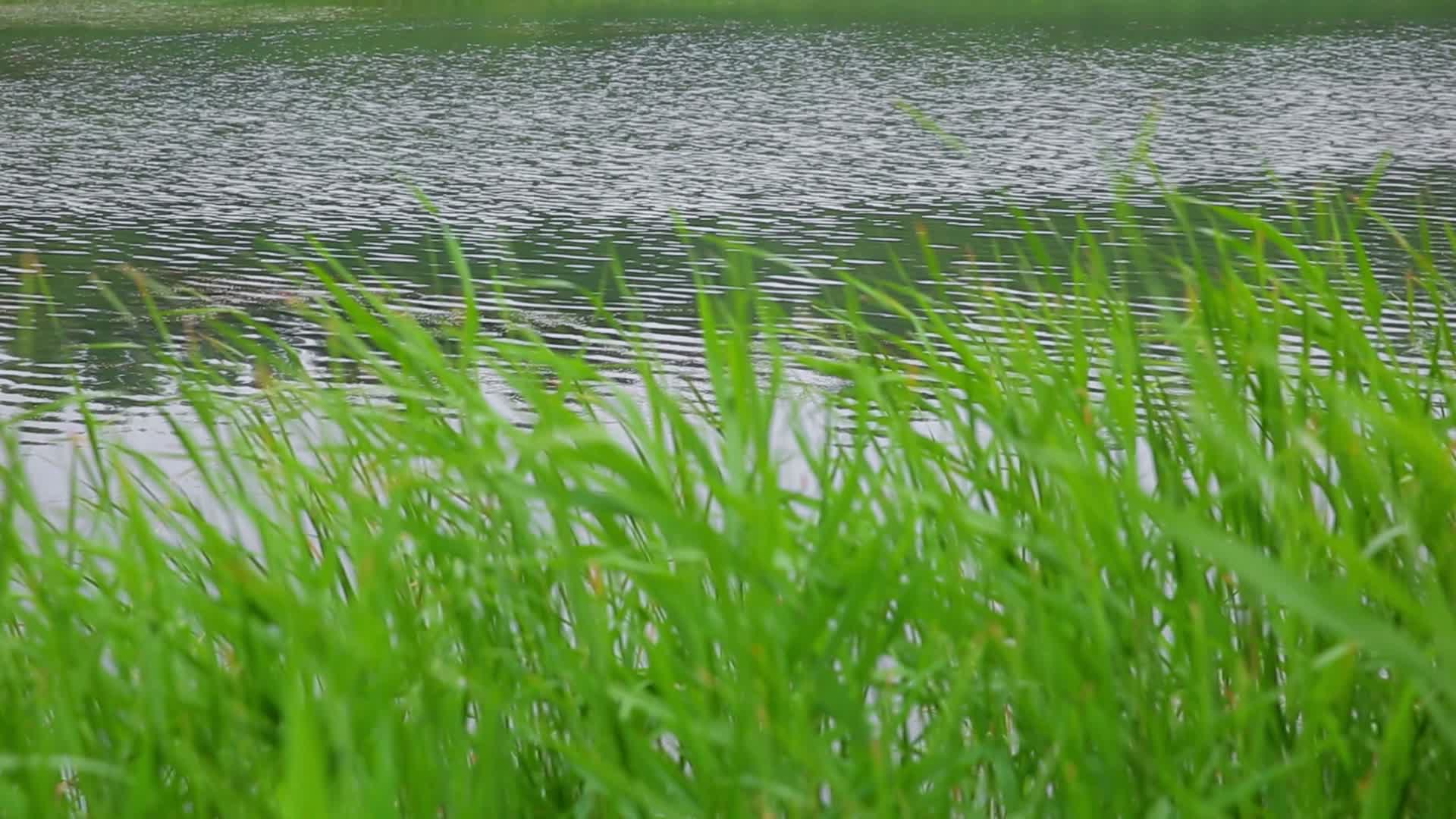 自然风景河流芦苇视频的预览图