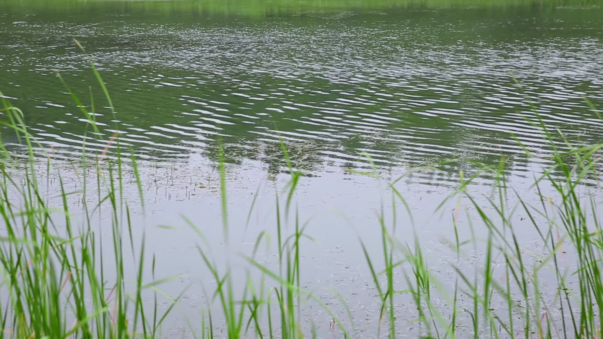 河边水流芦苇风吹自然风景视频的预览图