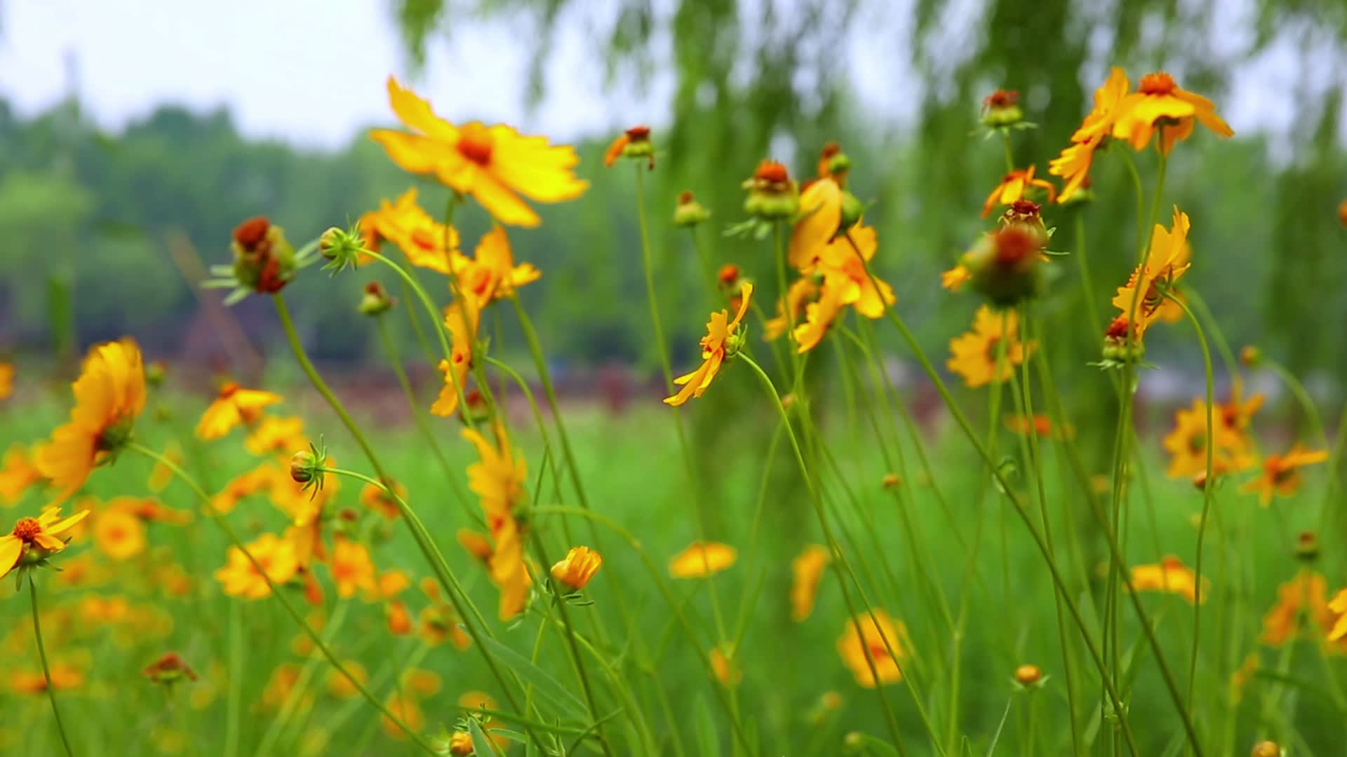 户外花花草草自然风景视频的预览图
