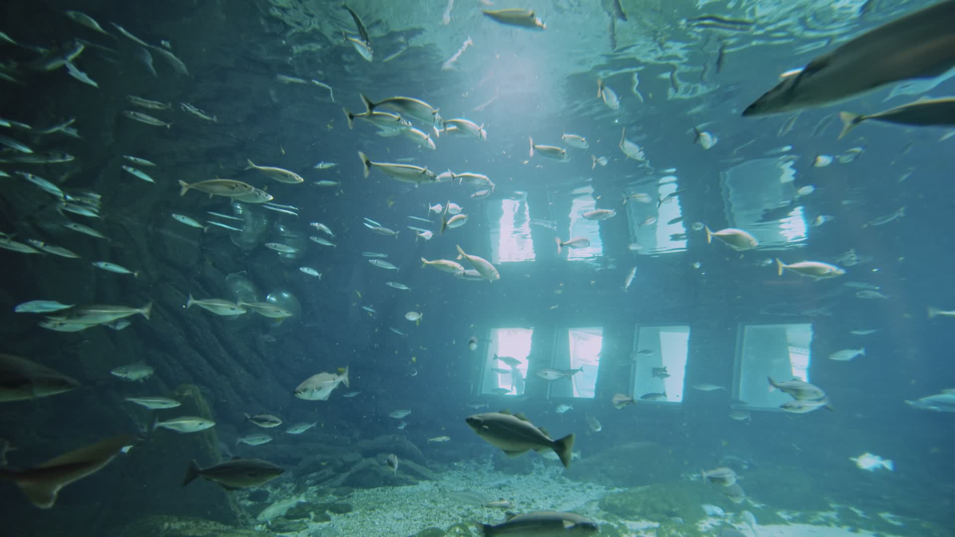 海底鱼群视频的预览图