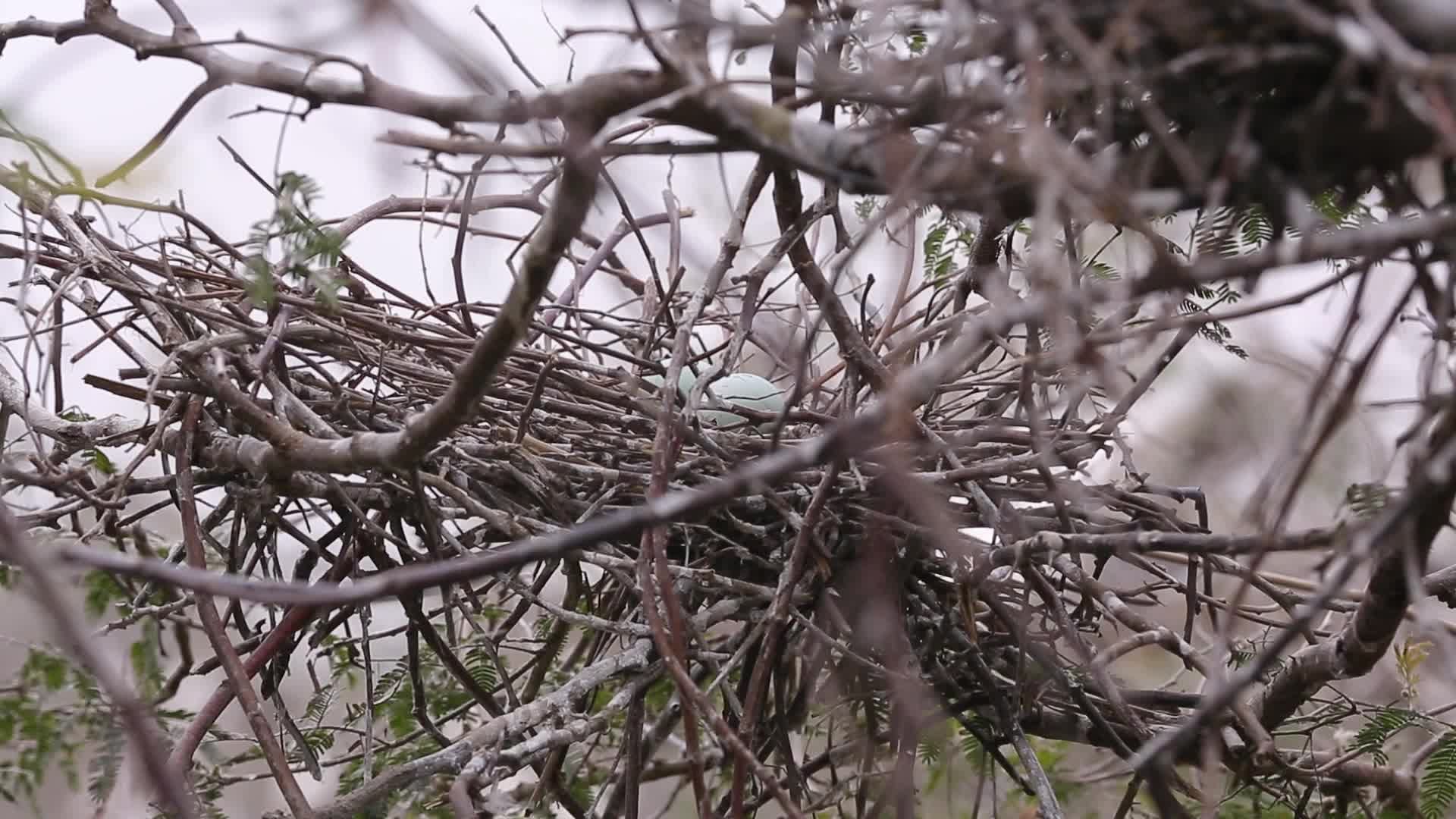 汕尾海丰红树林中的鸟蛋视频的预览图