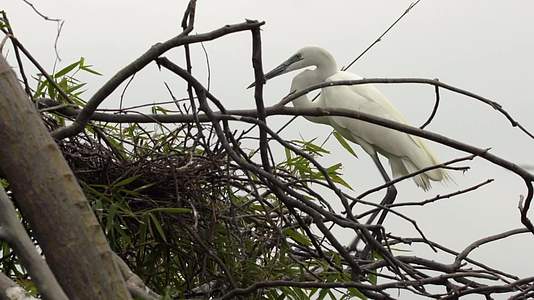 汕尾海丰红树林枝头白色鸟类飞走视频的预览图