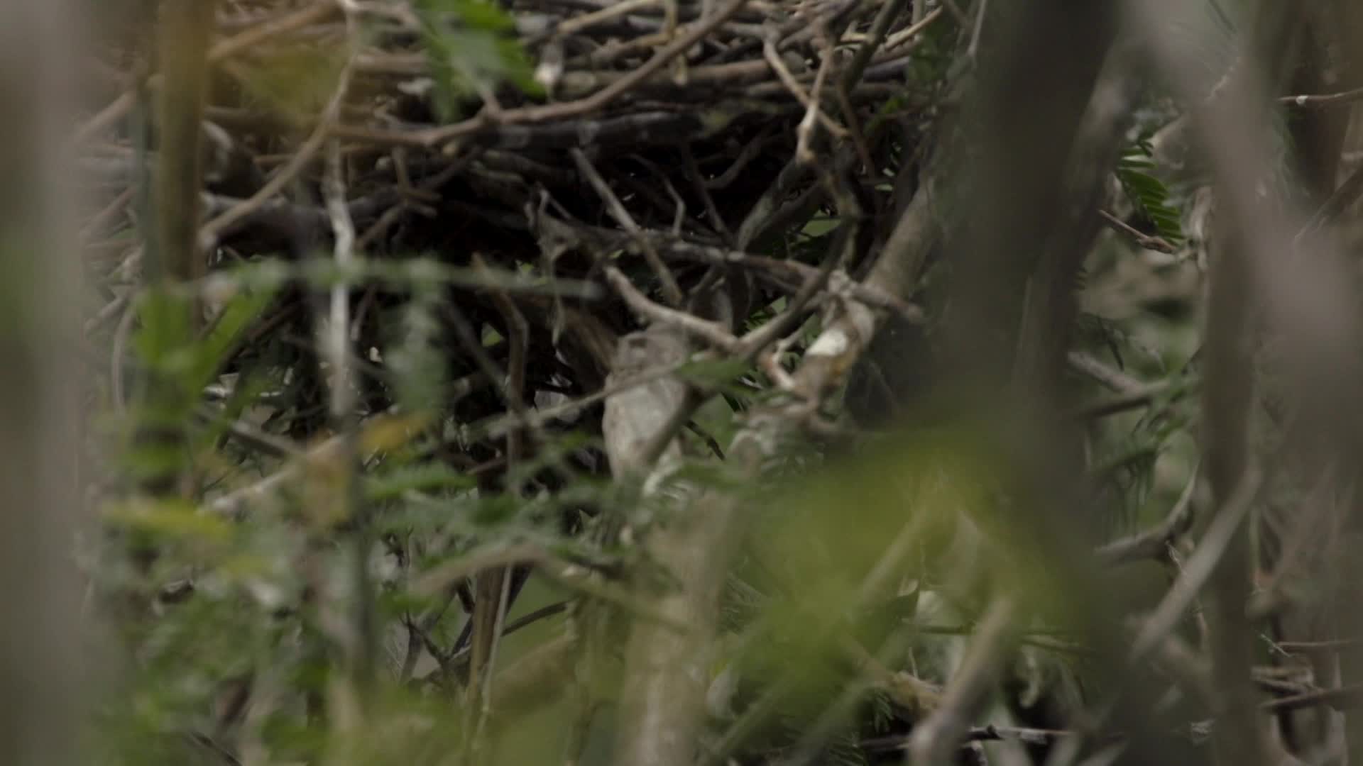 汕尾红树林枝头鸟巢的鸟蛋视频的预览图