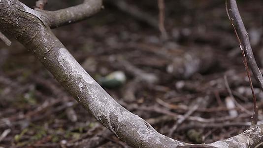 汕尾海丰红树林中破碎的鸟类蛋壳视频的预览图