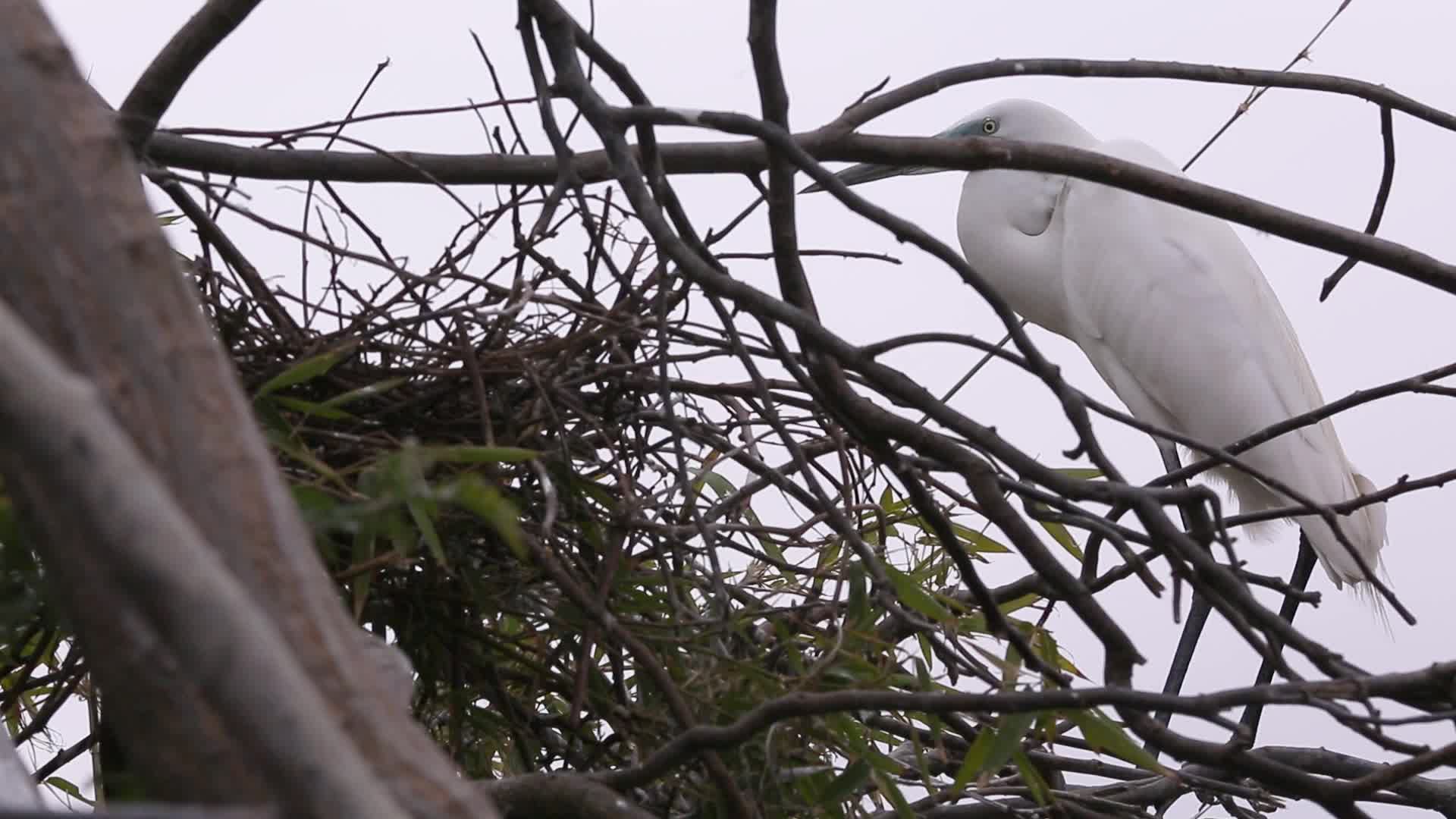 汕尾海丰红树林中的白色鸟类视频的预览图