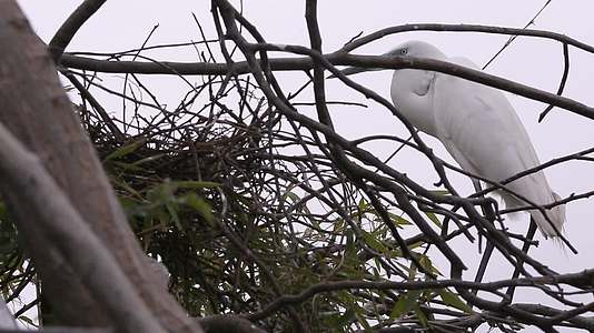 汕尾海丰红树林中的白色鸟类视频的预览图
