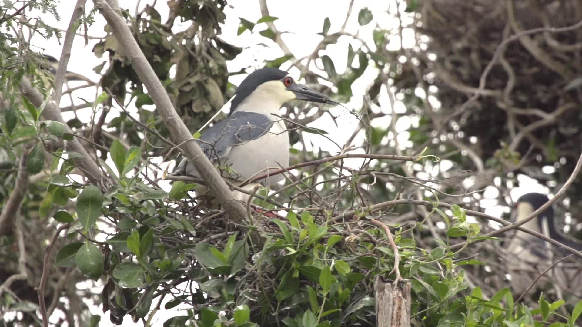 汕尾海丰鸟类特写升格拍摄视频的预览图