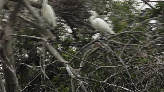 汕尾海丰红树林枝头的白色鸟类视频的预览图