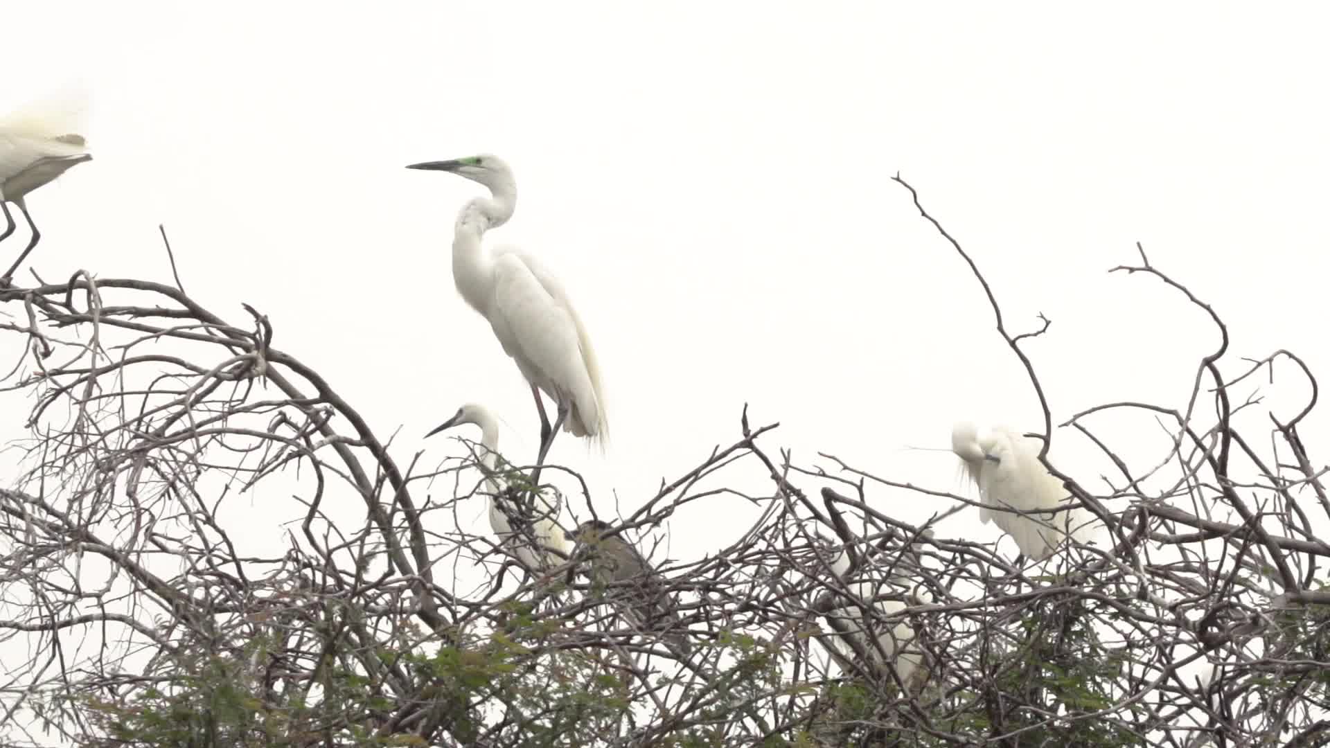 汕尾海丰枝头白色鸟类升格慢动作飞起视频的预览图
