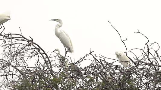 汕尾海丰枝头白色鸟类升格慢动作飞起视频的预览图