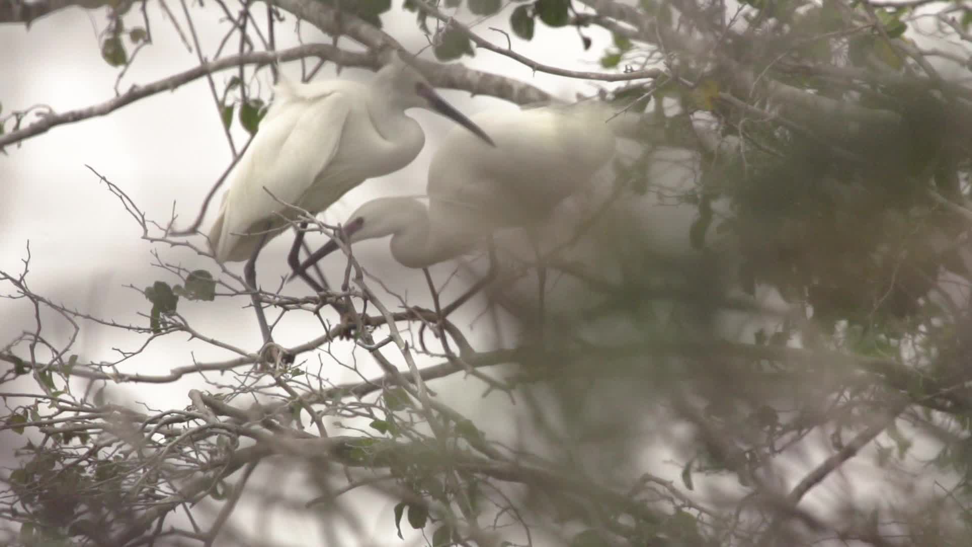 汕尾海丰鸟类特写升格拍摄视频的预览图