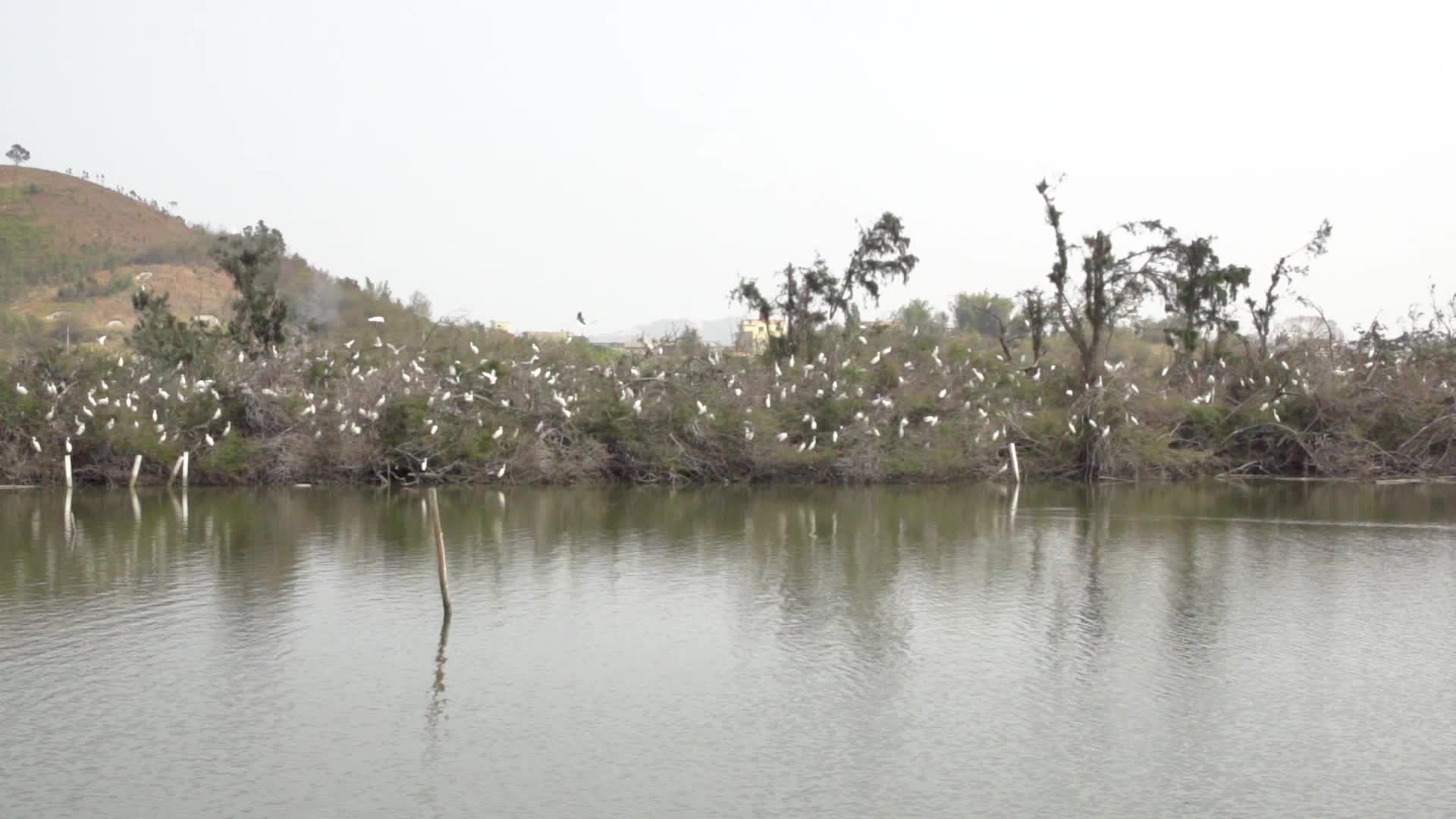 汕尾海丰红树林鸟群飞起升格拍摄视频的预览图