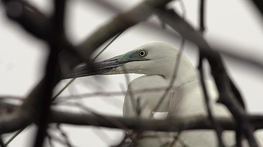 汕尾海丰红树林枝头矗立的白色鸟类视频的预览图