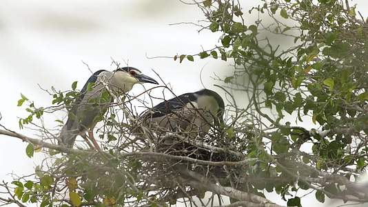 汕尾海丰红树林中筑巢栖息的黑色鸟类视频的预览图