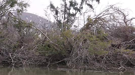 汕尾海丰红树林河流沿岸景观视频的预览图