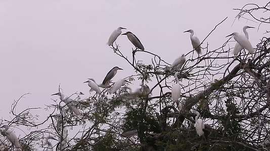 汕尾海丰红树林栖息地白色鸟群视频的预览图