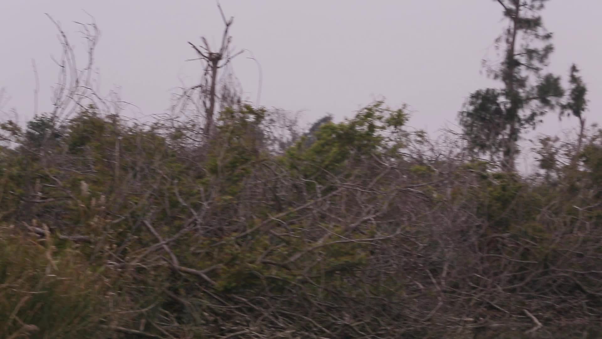 汕尾海丰红树林枝头上的白色鸟类视频的预览图