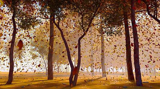 秋风树叶随风飘落唯美风景视频的预览图