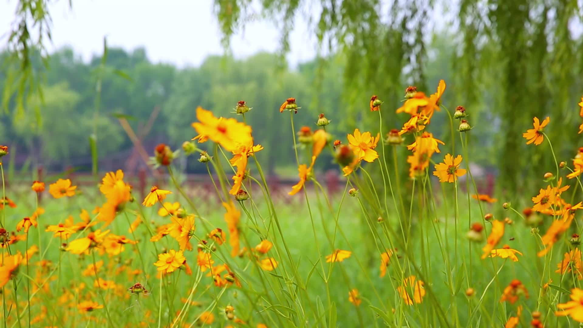 自然风景户外高清实拍花花草草视频的预览图
