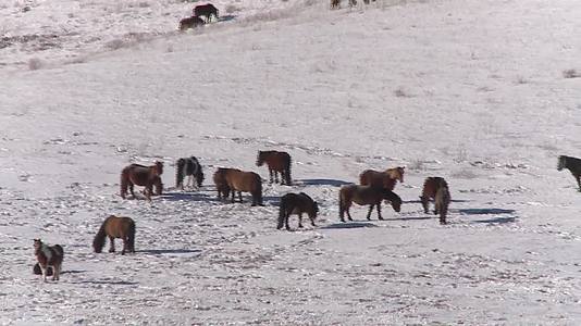 冬季乌兰布统景区马群奔跑视频的预览图