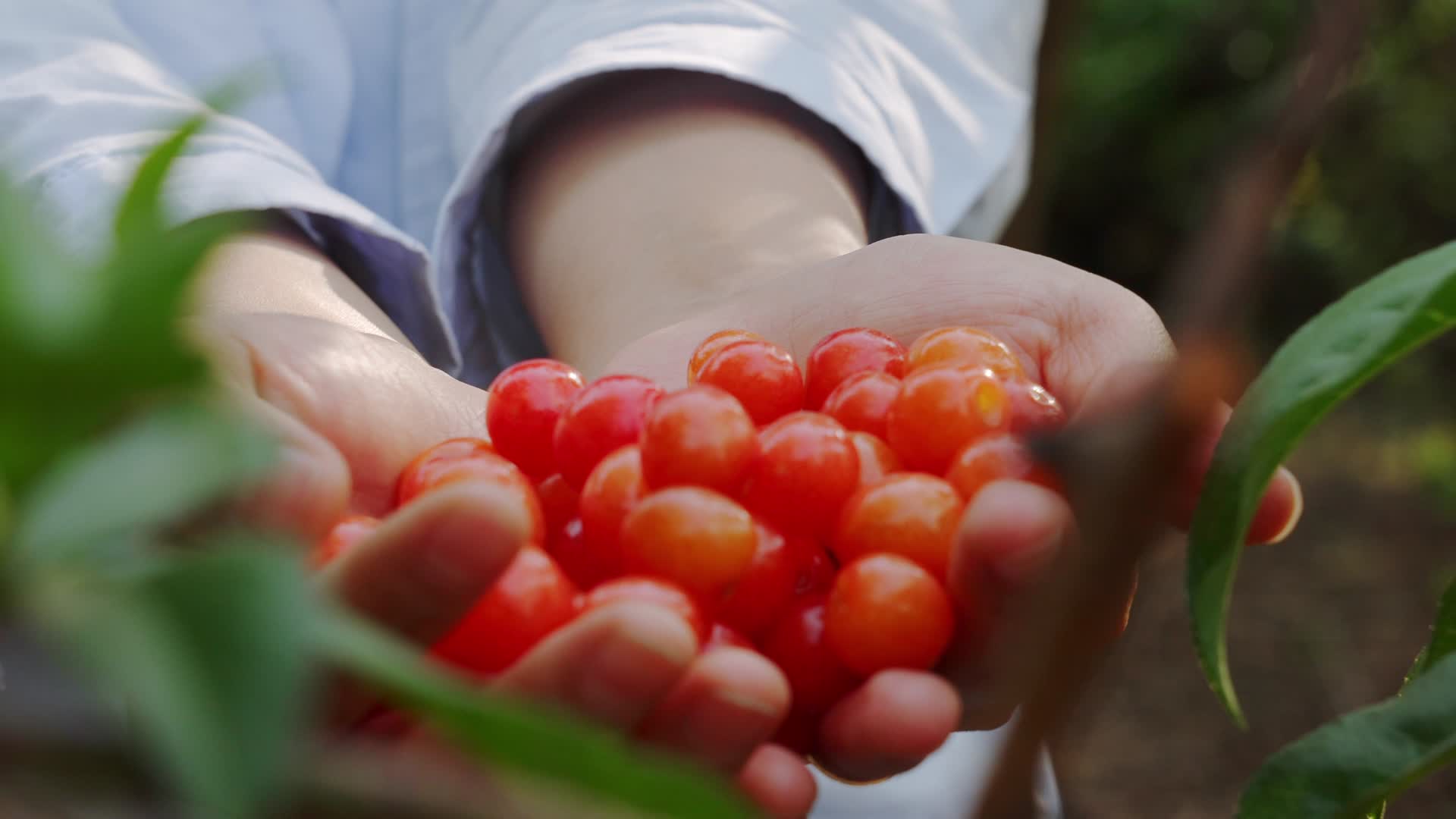 采摘和品尝成熟樱桃的农家姑娘视频的预览图