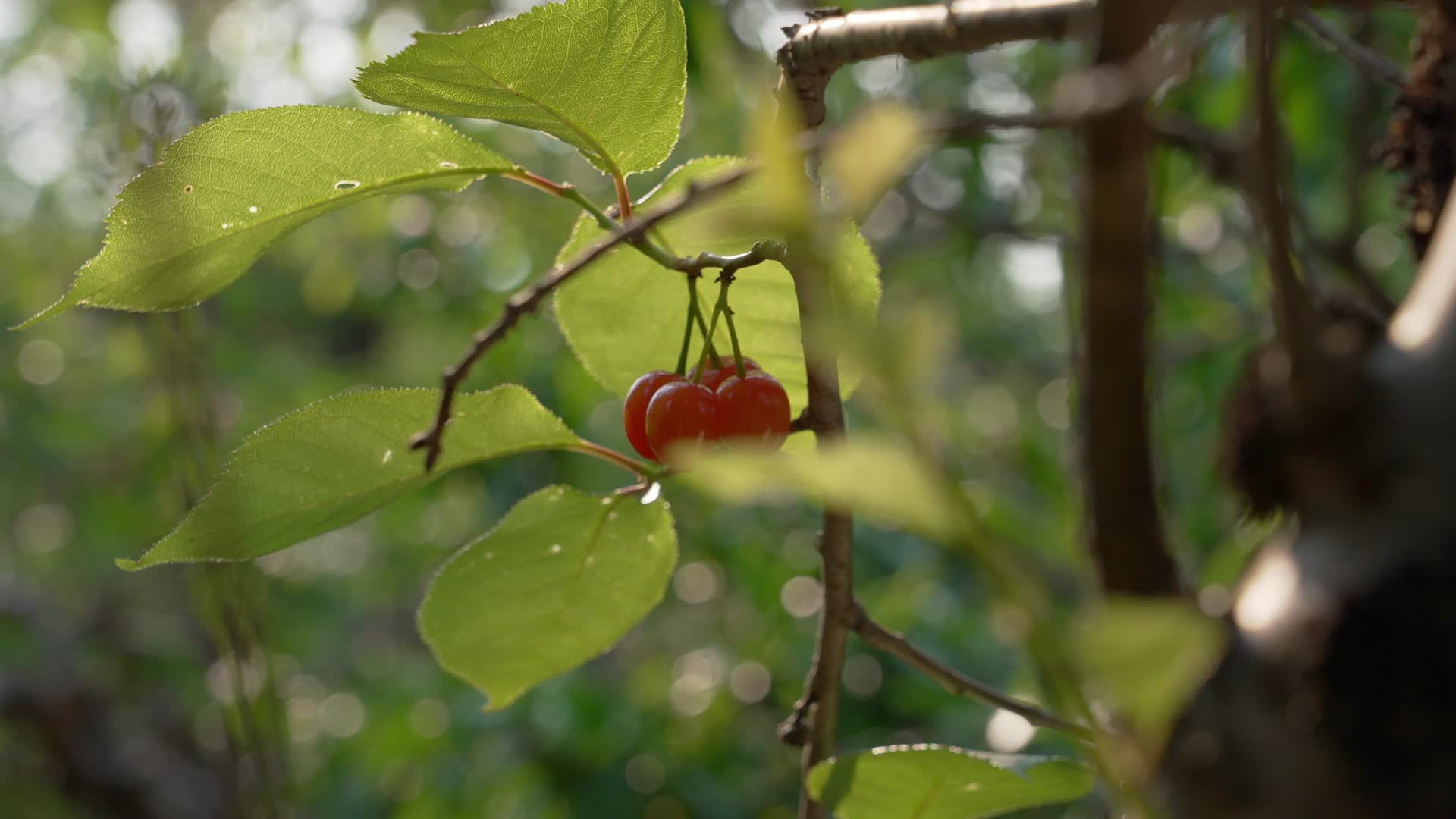 温暖治愈唯美暖阳樱桃植物景深特写视频的预览图