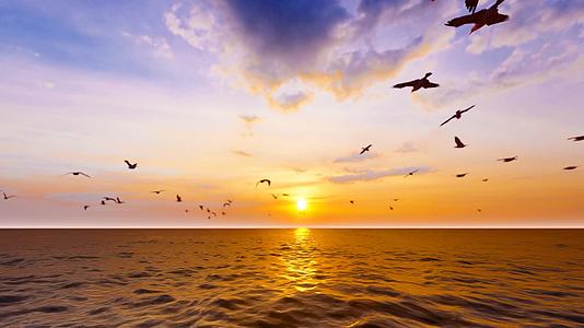 落日余晖下自由飞翔的海鸥视频的预览图
