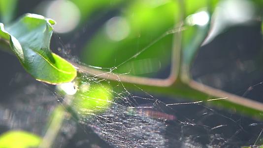 治愈初夏绿植透光蜘蛛网空镜实拍视频视频的预览图