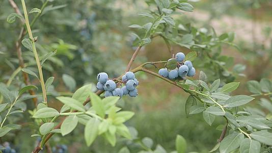 蓝莓成熟果实特写视频的预览图