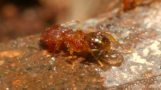 蚂蚁微距摄影蚂蚁喝水搬运冰糖昆虫摄影视频的预览图