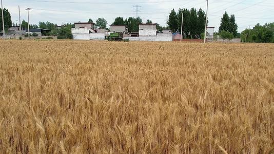 夏天麦收庄稼地小麦联合收割机视频的预览图
