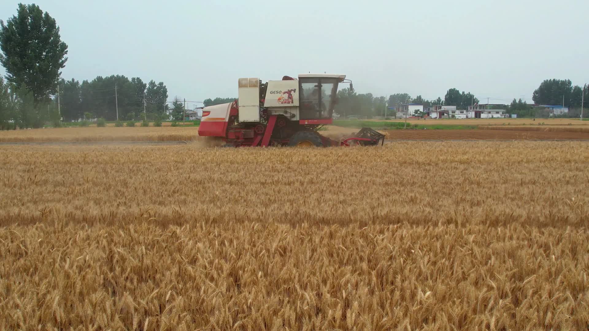 收麦子收割机小麦丰收三夏农民丰收视频的预览图