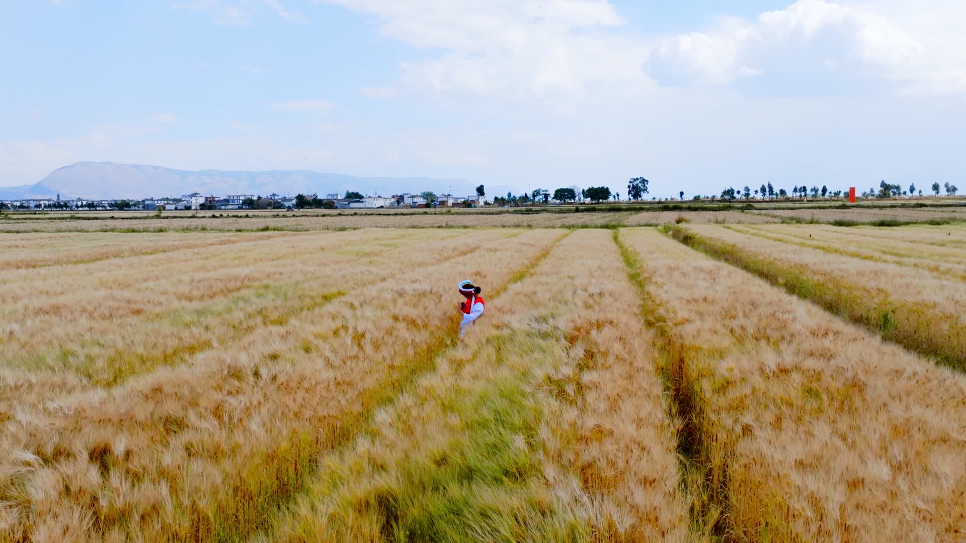 麦田里金黄色的小麦麦子大丰收视频的预览图