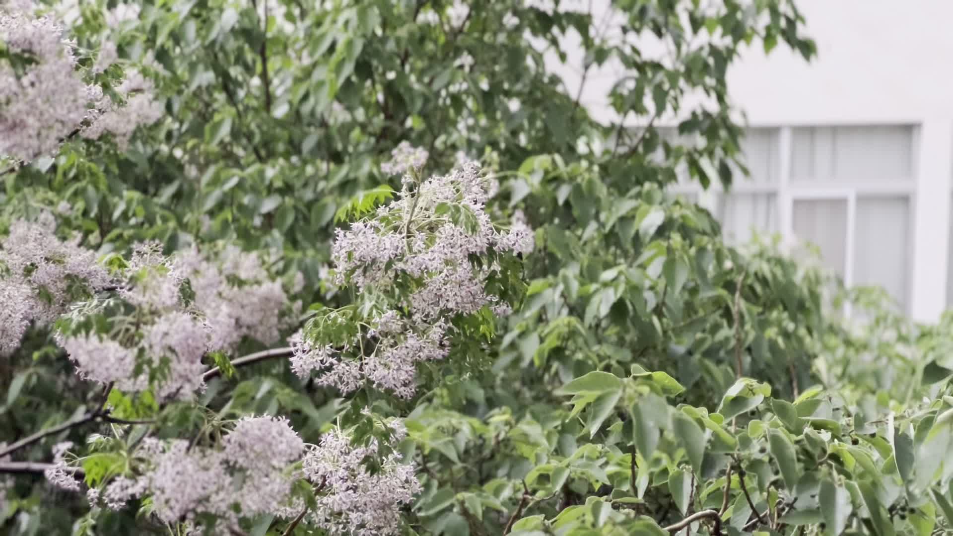 宿舍门前紫花视频的预览图