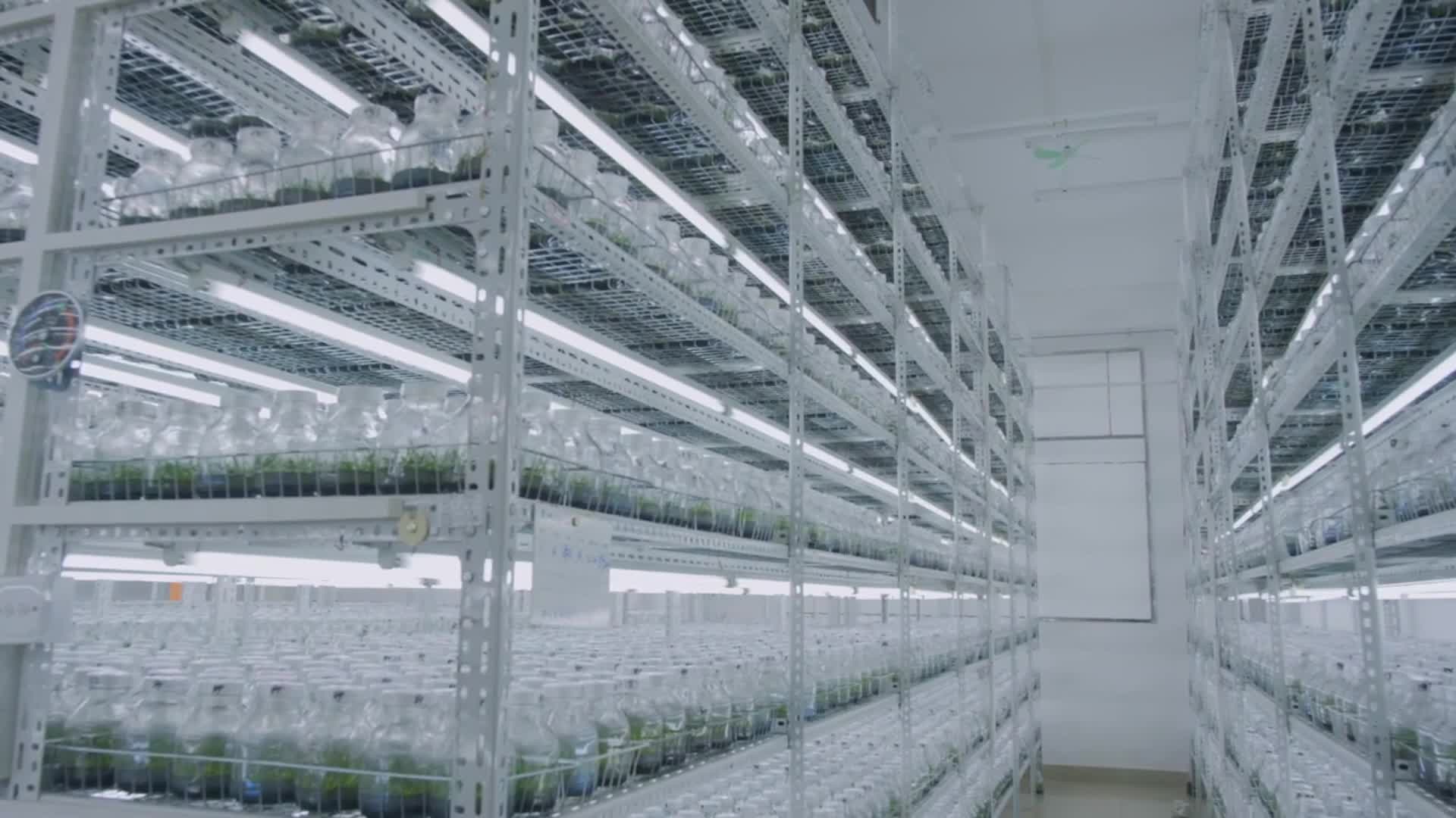 中国兰花养殖基地实拍视频的预览图