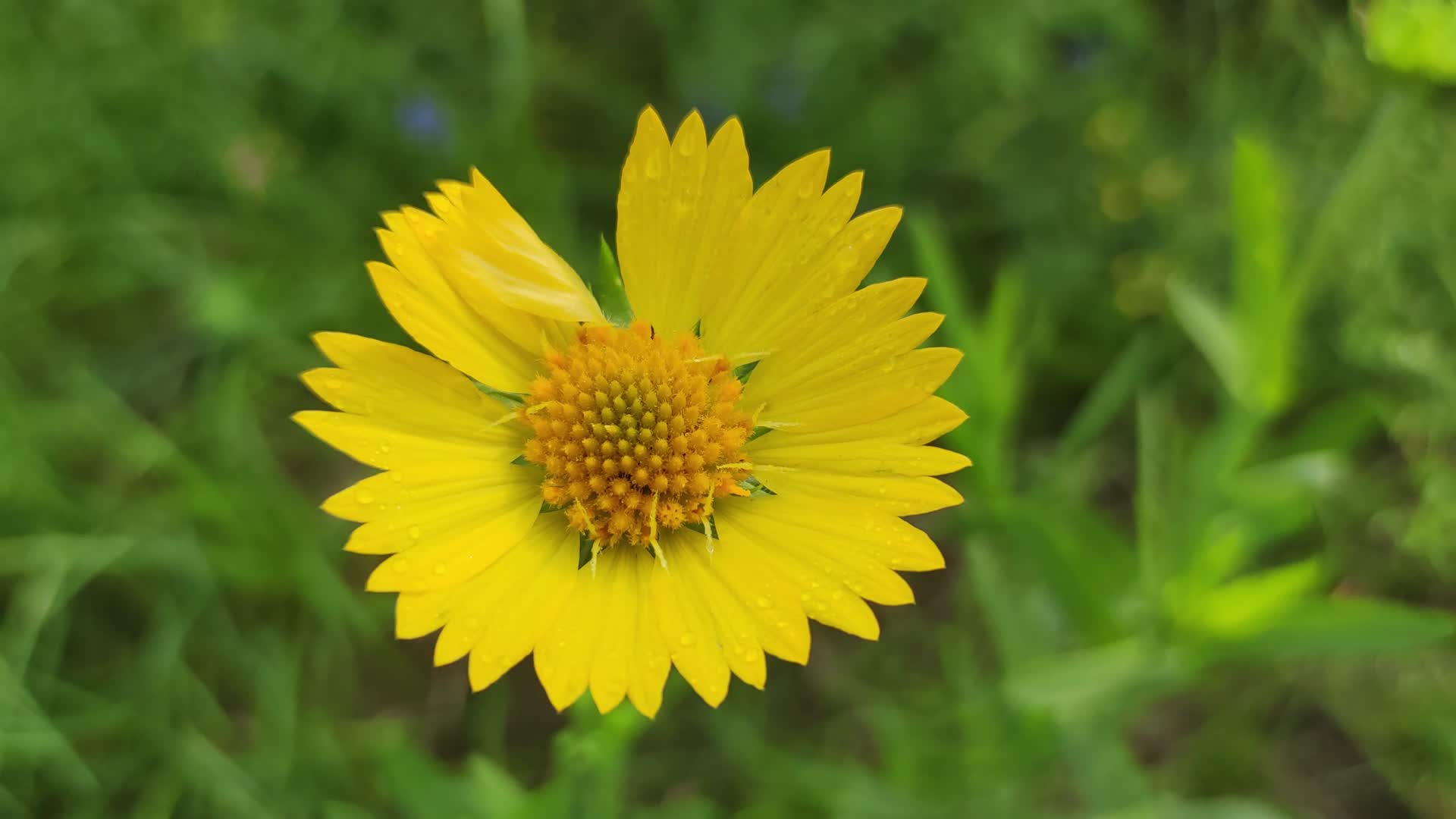 太阳花自然风景花卉高清实拍组合视频的预览图