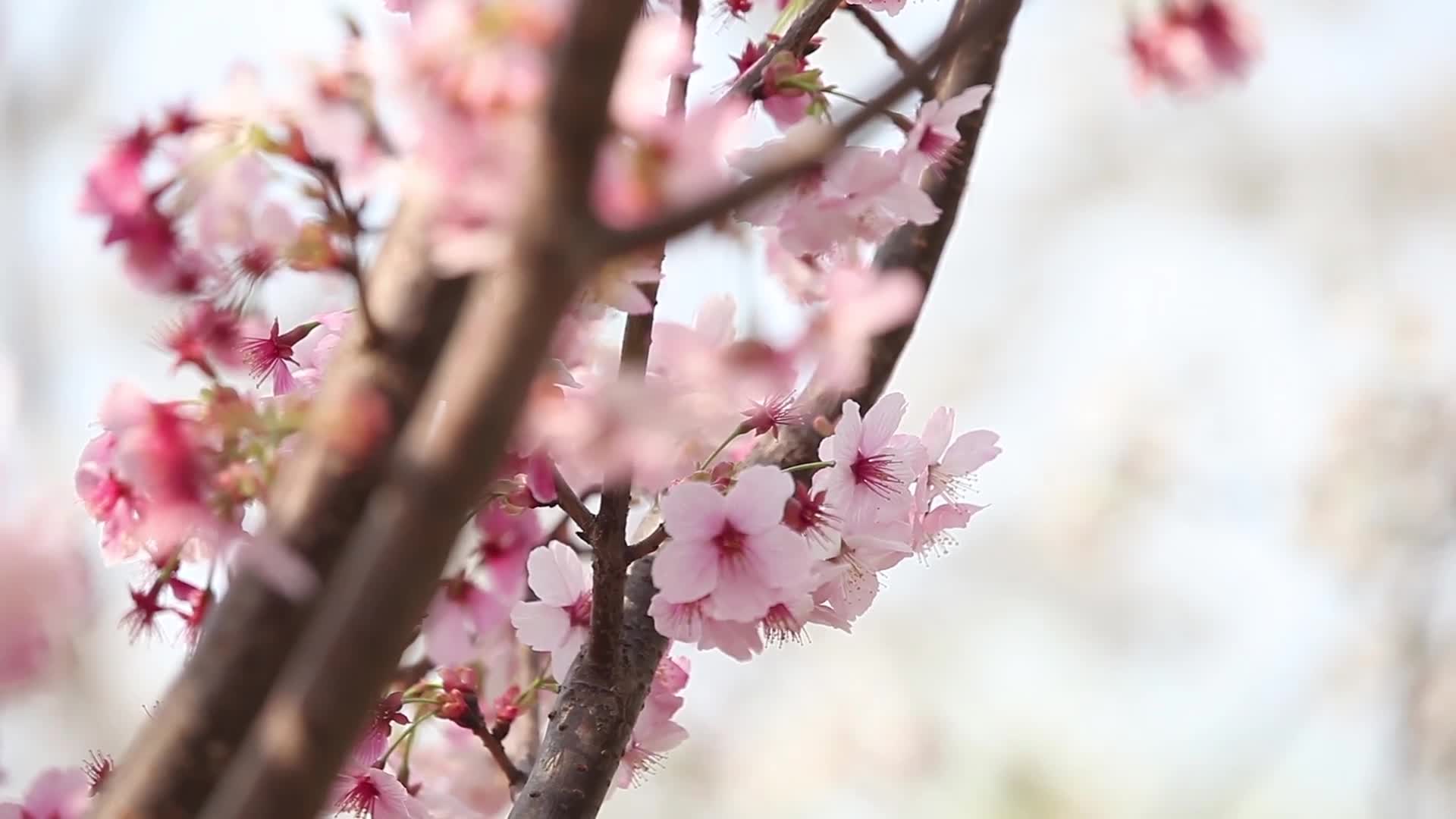 唯美浪漫实拍特写春天樱花背景视频视频的预览图