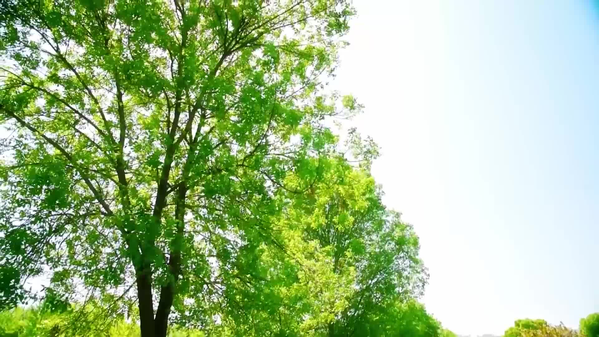 清新清爽绿色树叶环保万物复苏背景视频视频的预览图