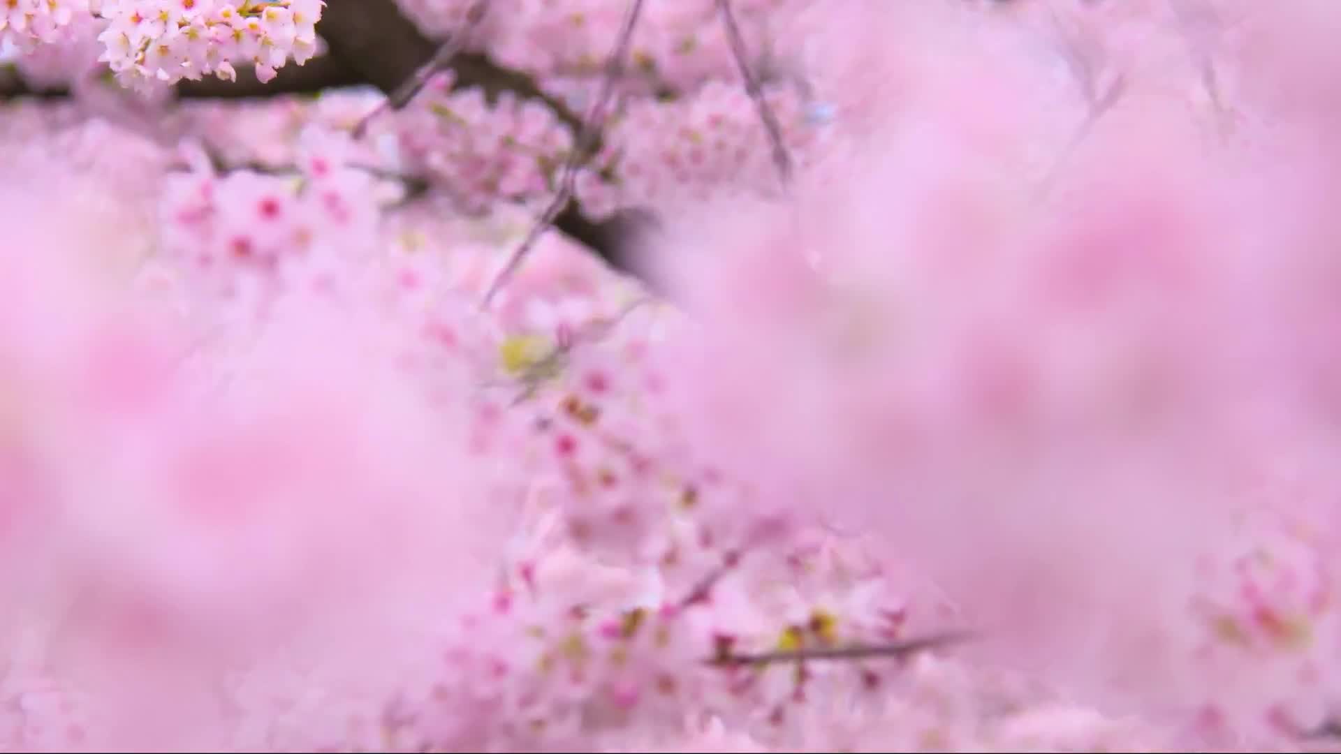 朦胧意境美丽的春天樱花流水背景视频视频的预览图