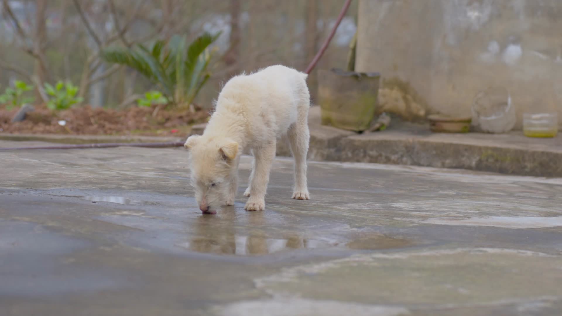 流浪狗舔水喝雨水视频的预览图