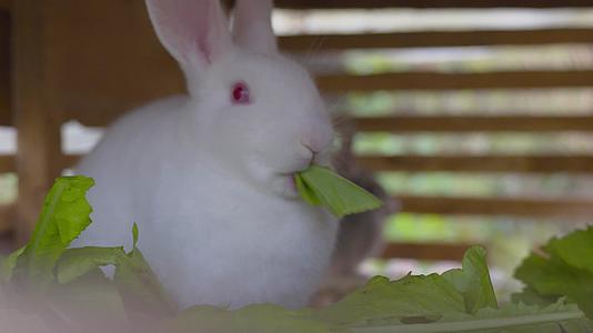 养殖小白兔吃东西视频的预览图