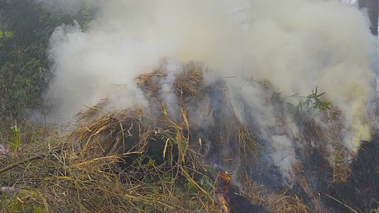 稻草秸秆焚烧浓浓烟雾污染环境视频的预览图