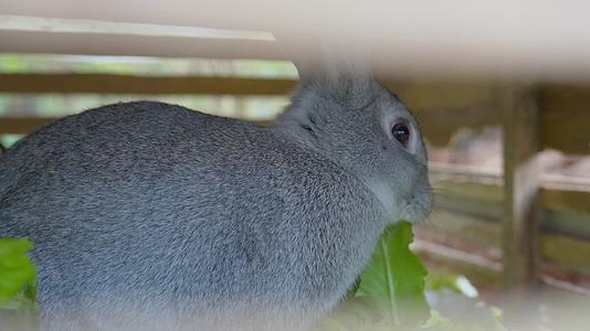 养殖小兔子三瓣嘴吃东西视频的预览图