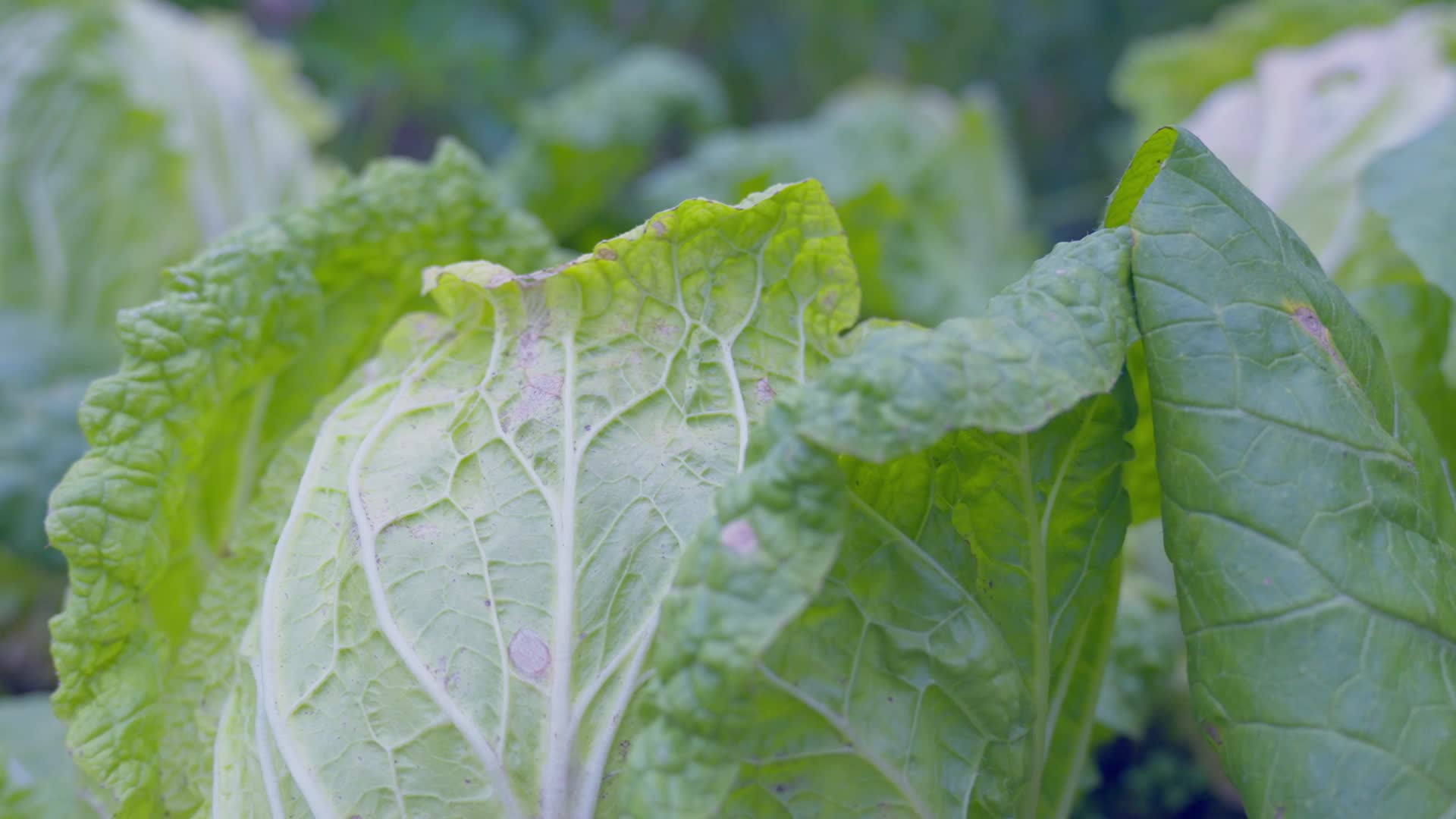 农村地里绿色蔬菜大白菜有害虫视频的预览图