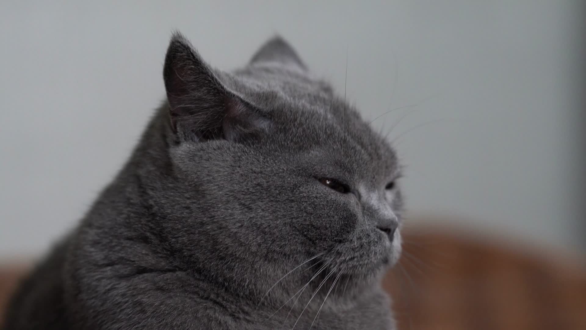 可爱萌宠宠物猫英短蓝猫视频的预览图