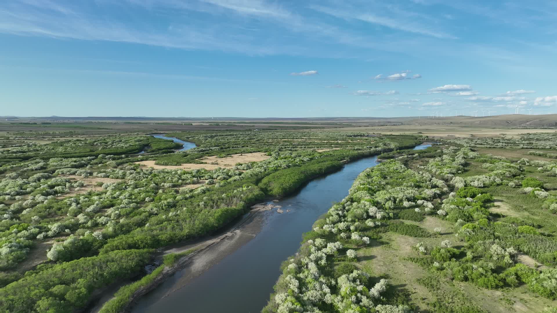 初夏海拉尔河湿地河流山丁子花海视频的预览图