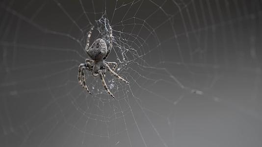 蜘蛛神秘感特写视频的预览图